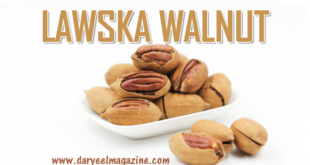lawska walnut