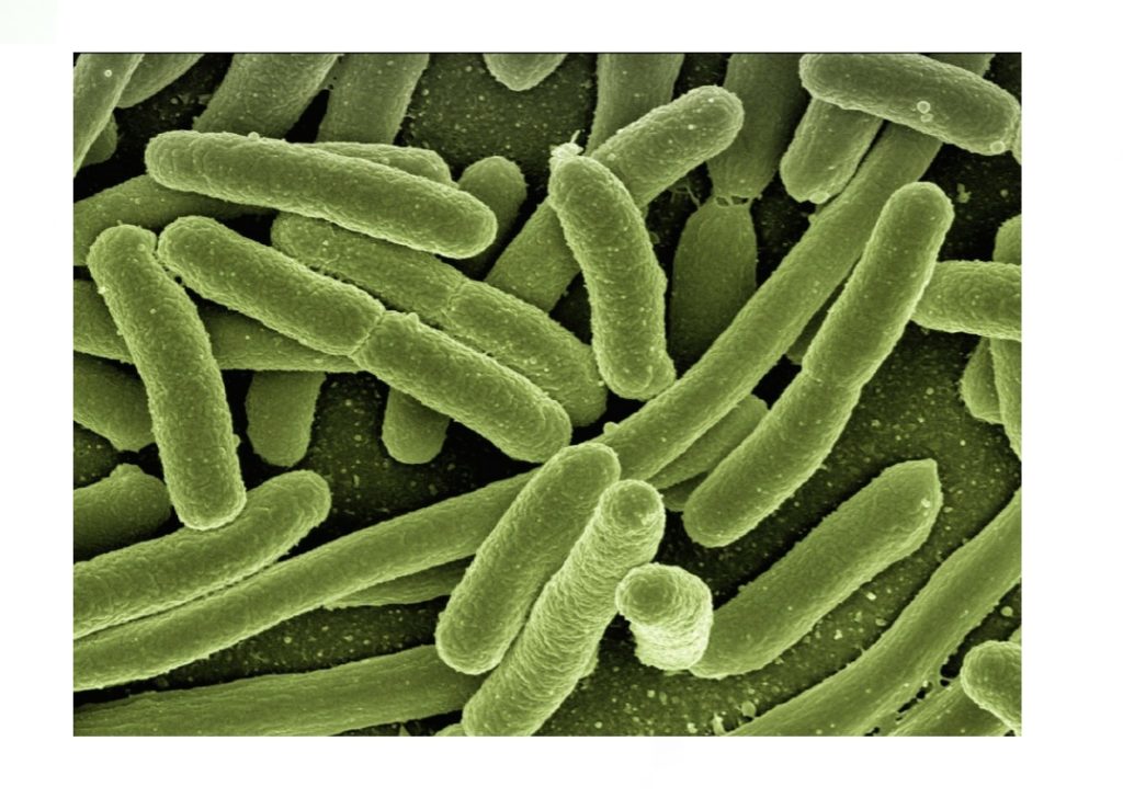 jeermiska e-coli, bakteeriyada