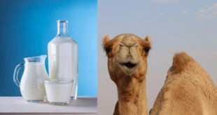 camel milk benefits