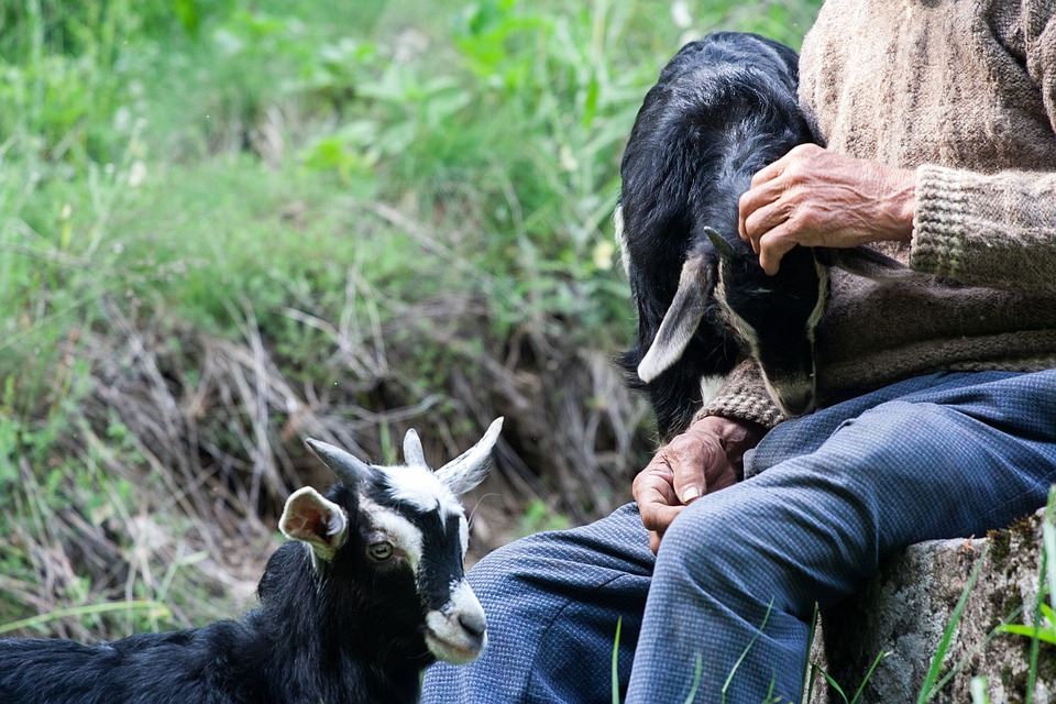 buruseel, cudurka burseelka