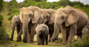 dabeecadaha maroodiga, maroodi